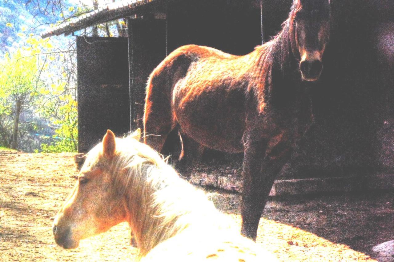 Willa Cascina Del Sole Asso Zewnętrze zdjęcie
